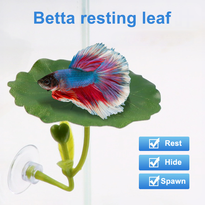 (Ce14) 1/5 قطعة، أرجوحة على شك - مراجعة Betta Fish Tank وسعره