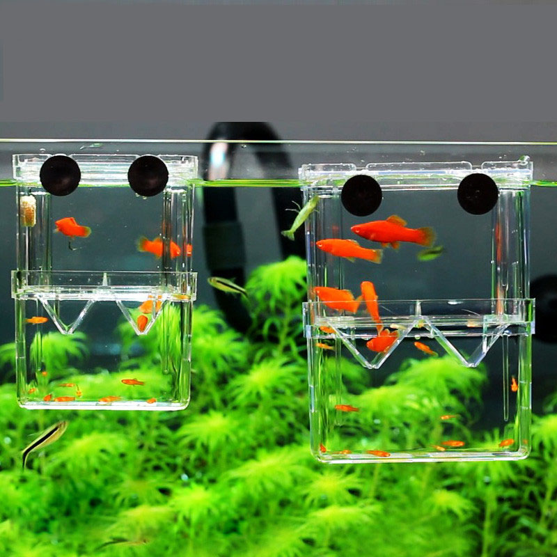 صندوق عزل تربية الأسماك الطاوو - مراجعة Betta Fish Tank وسعره
